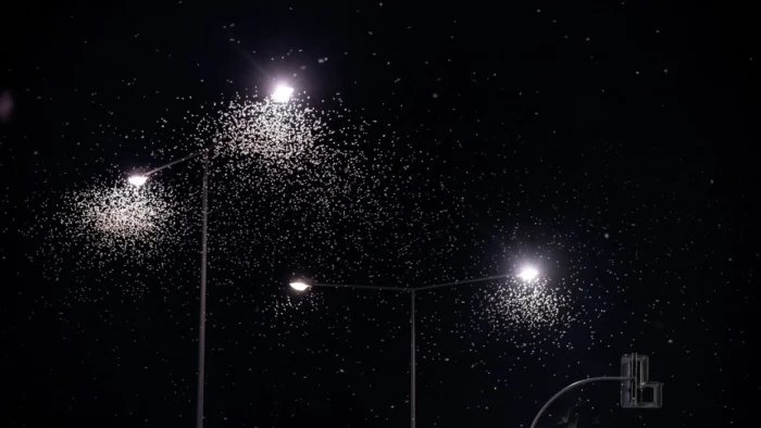 bugs and led lights