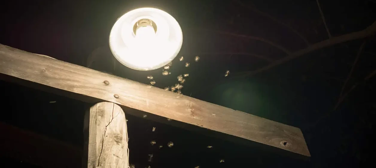 do led bulbs attract bugs