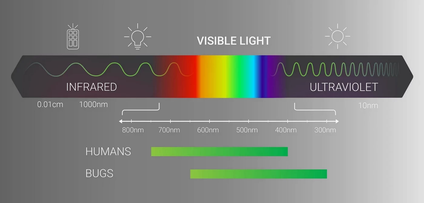 what color lights attract bugs