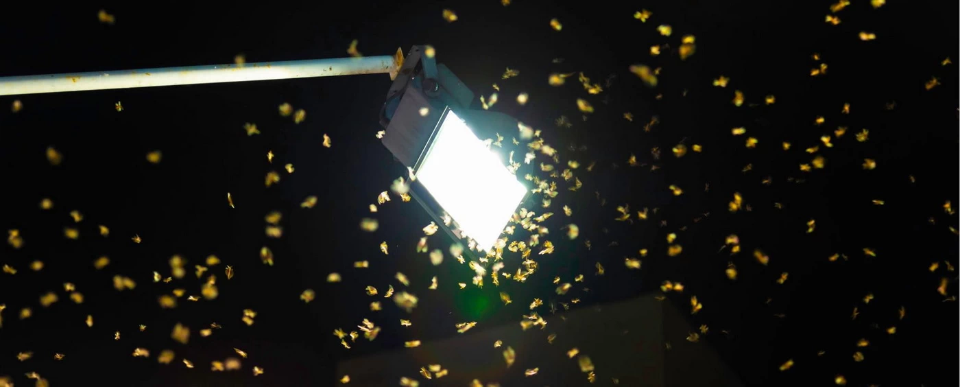 do led lights attract bugs