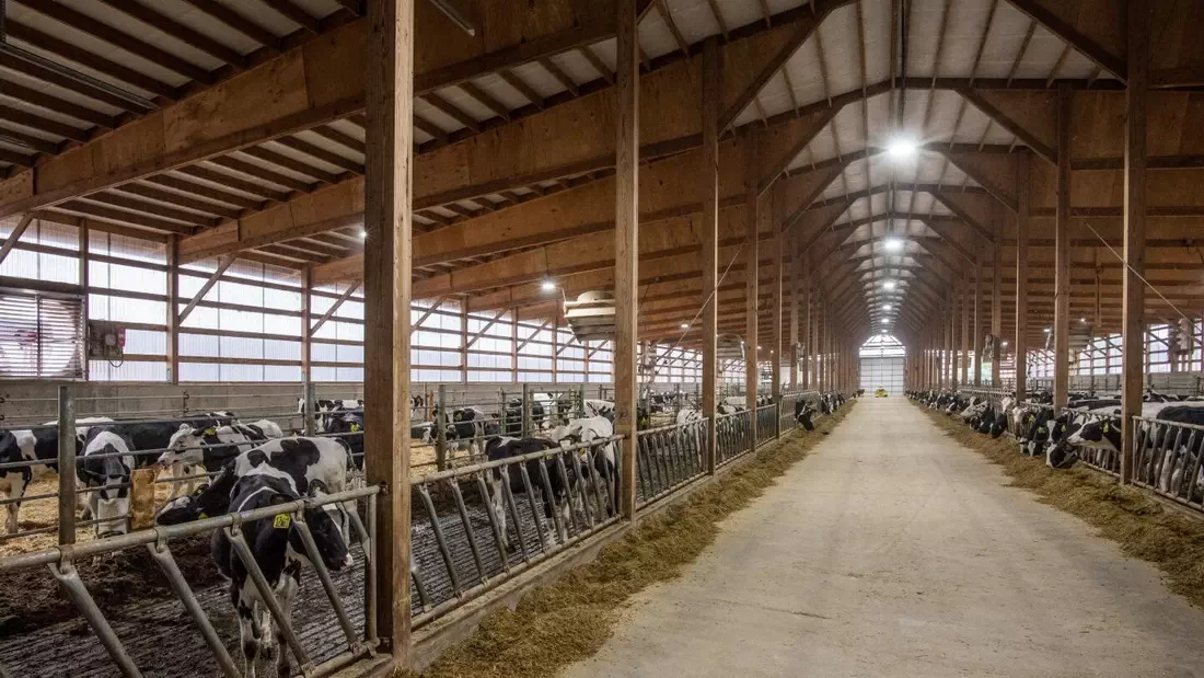 Luces LED para establos lecheros