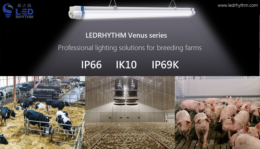 Why is it necessary to use professional agricultural shed lighting, and what are the advantages? |LEDRHYTHM